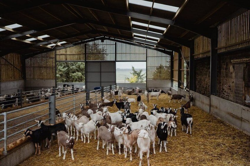 Working Farm Tour at Errington Cheese 2