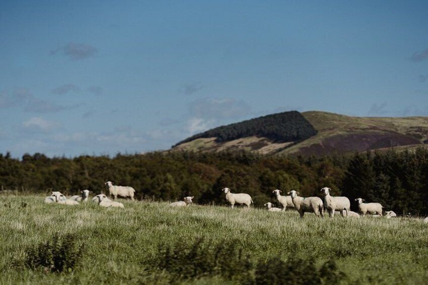 A herd of sheep grazing in a field with a forested hill in the background. 3