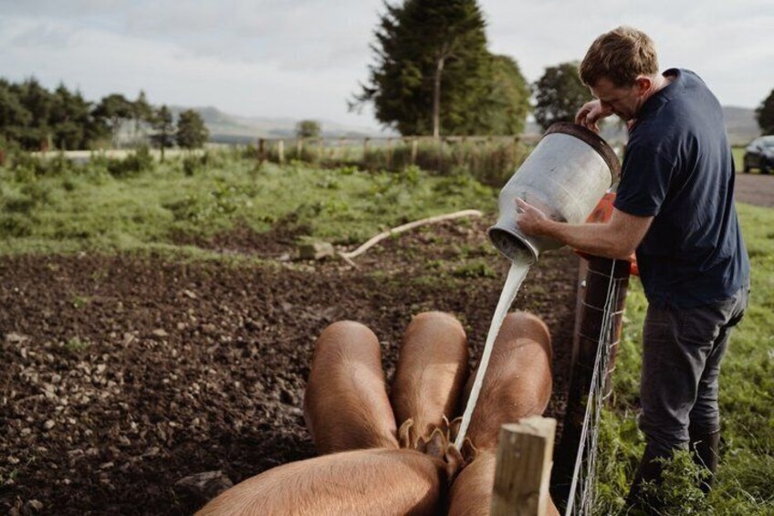 Working Farm Tour at Errington Cheese 5