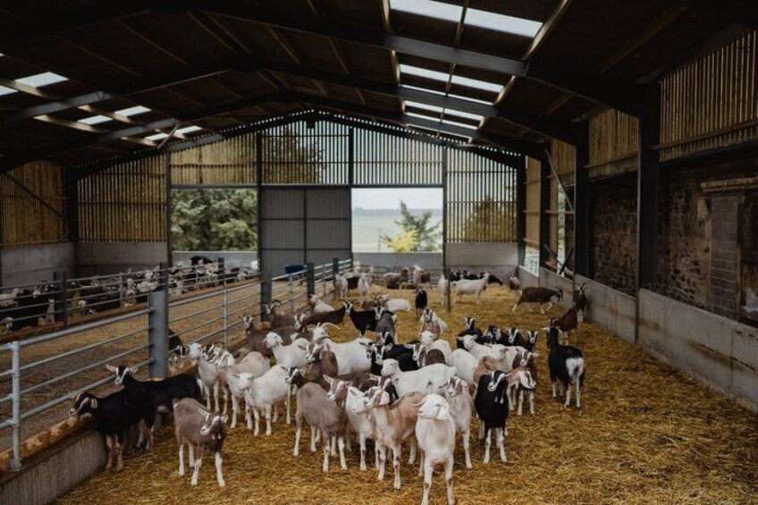 A barn with a group of goats and sheep on a straw-covered floor. 4