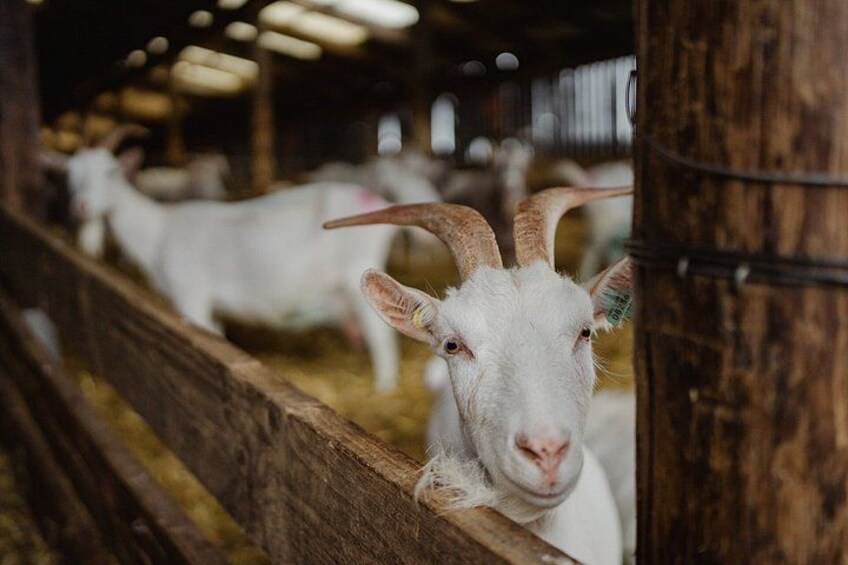 A goat with curved horns in a barn with wooden walls and hay on the ground. 2