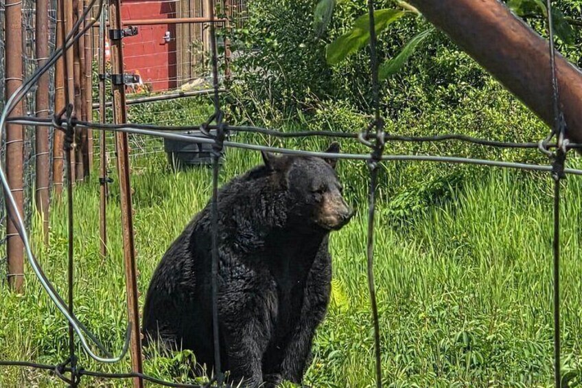 A black bear sitting behind a metal fence in a grassy area with trees and a red building in the background. 5