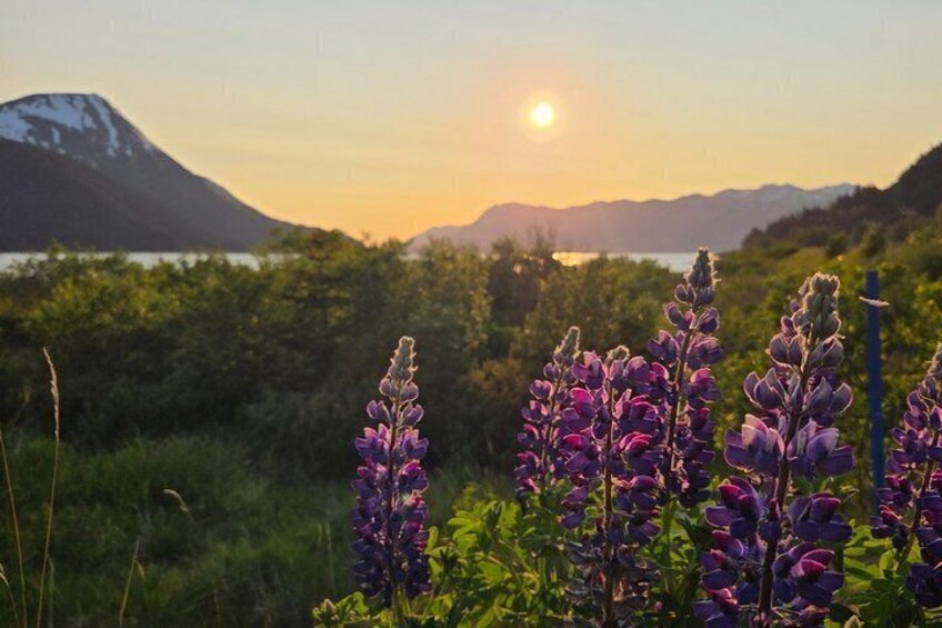 Alaska Wildlife CC and Turnagain Arm Scenic Tour from Girdwood 5
