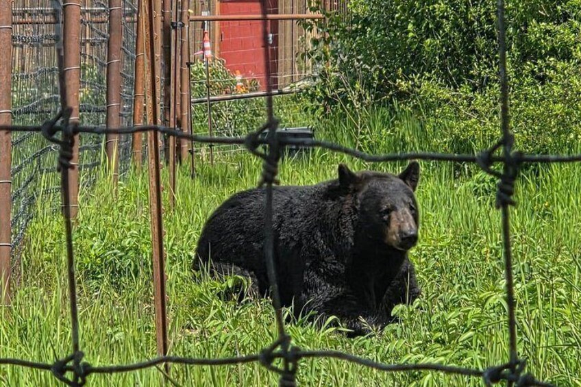 A black bear in a grassy enclosure with a wire fence. 4