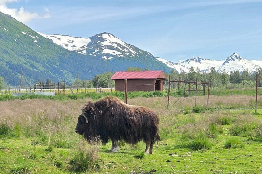 A yak grazing in a field with mountains in the background and a red-roofed building. 1