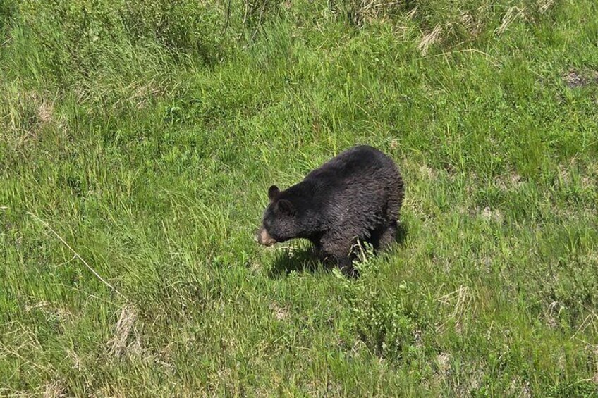 A bear walking through a grassy field. 2
