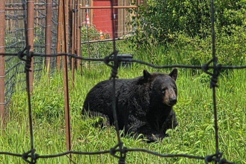 Alaska Wildlife CC and Turnagain Arm Scenic Tour from Girdwood 3