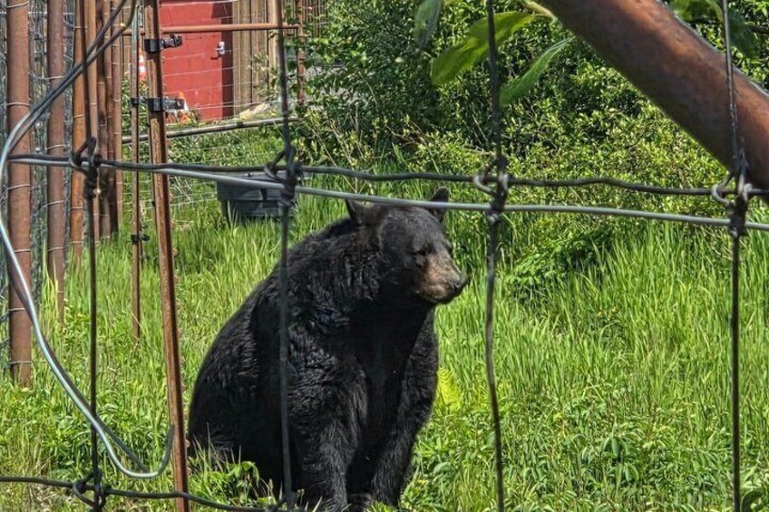 Alaska Wildlife CC and Turnagain Arm Scenic Tour from Girdwood 4