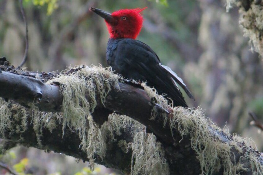 A bird with a red head perched on a moss-covered branch. 3
