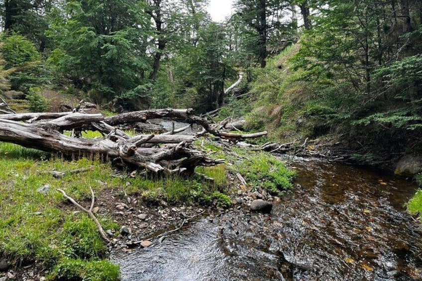 A forest stream with fallen logs and dense greenery. 4