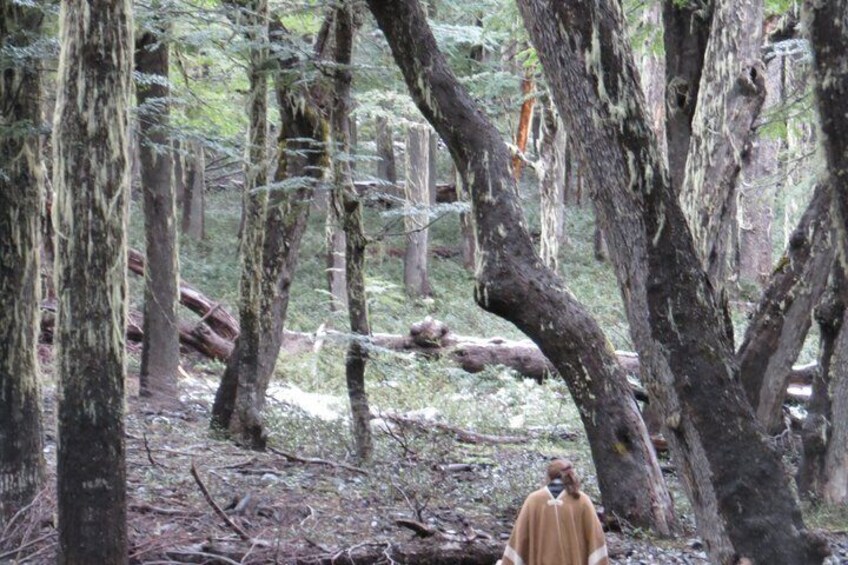 A forest with tall trees and a fallen log. 2