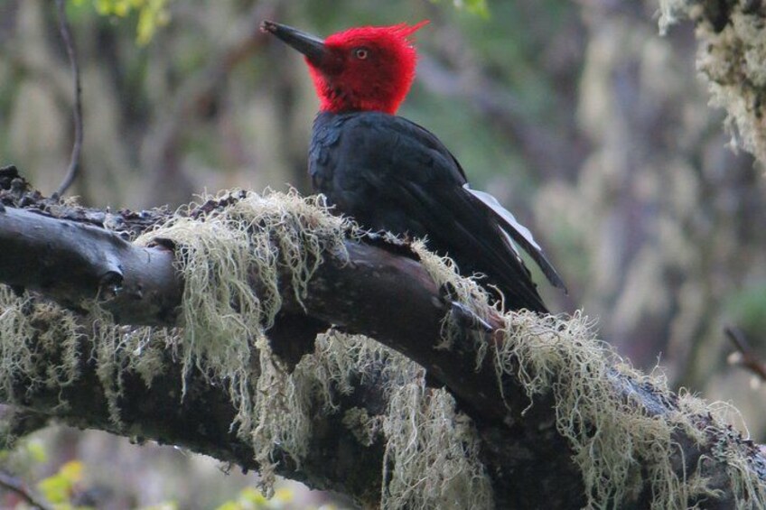 A bird with a red head perched on a moss-covered branch. 3