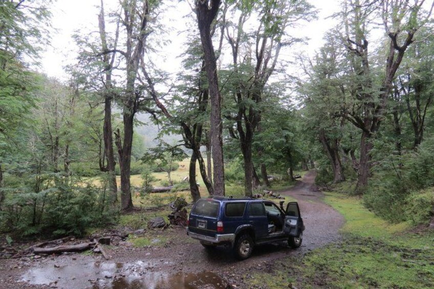 A blue SUV parked on a muddy forest trail surrounded by tall trees. 5