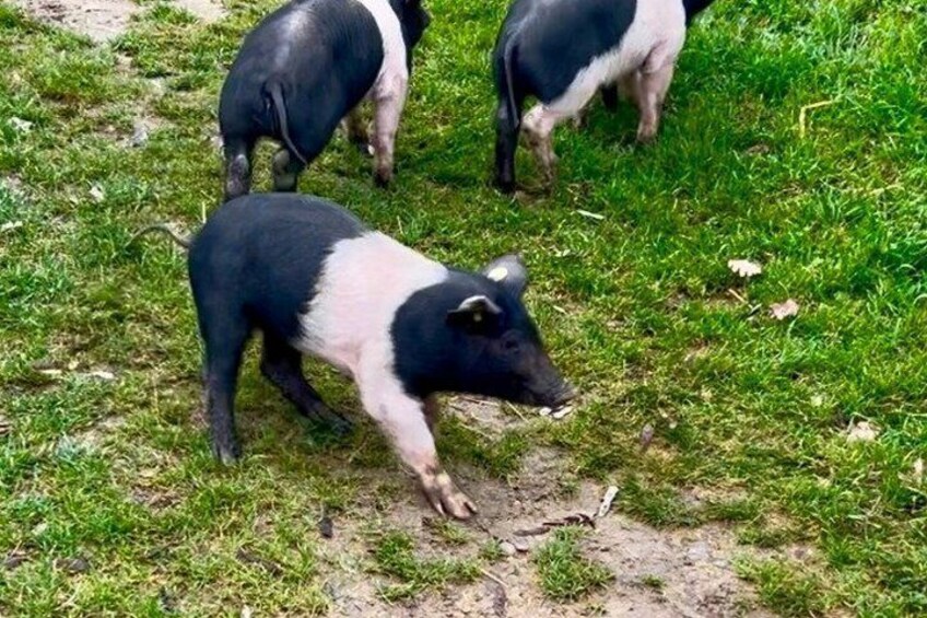 Visit to the Farm with Tasting of Cold cuts and bruschetta 1