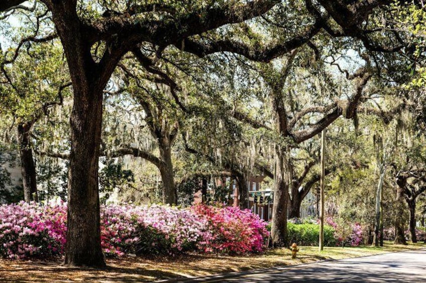 A park with large trees, pink flowers, and a street. 4