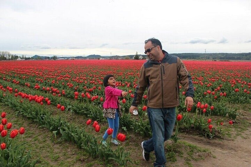A field of red tulips, a person holding a camera, and another person walking. 3