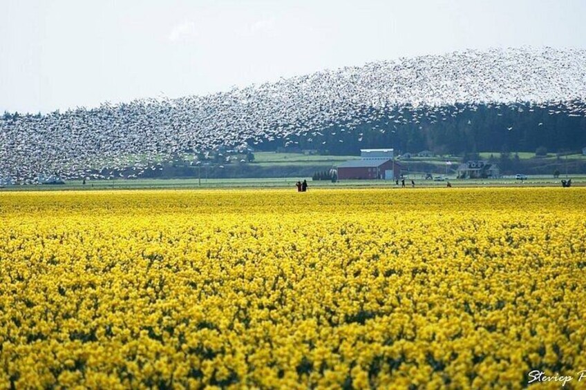 A field of yellow flowers with a flock of birds in the background. 1