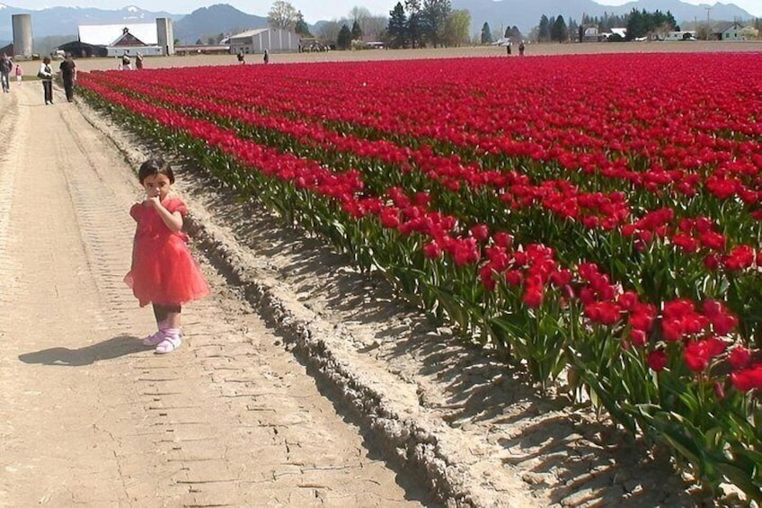 A field of red tulips, a person in a pink dress, and a dirt path. 2