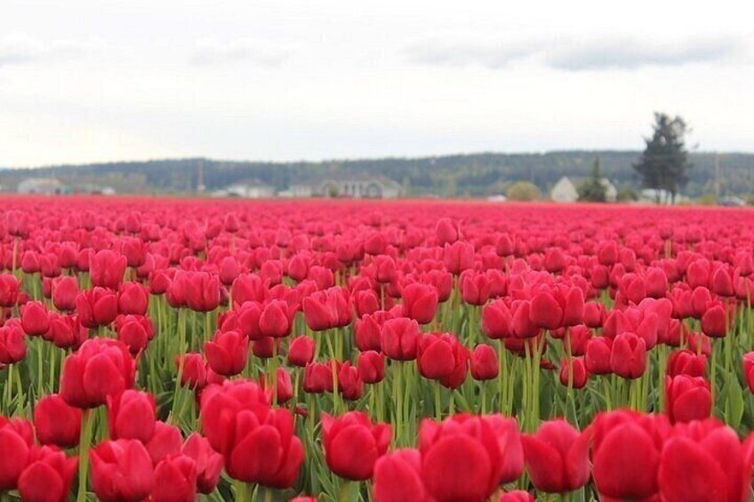 A field of red tulips. 4