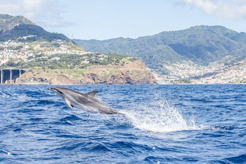 A dolphin leaping out of the water with a coastal town and mountains in the background. 2