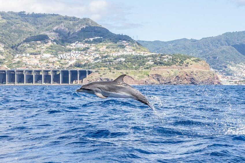 A dolphin leaping out of the water near a coastal town with a bridge in the background. 3