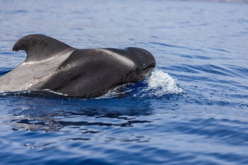 A dolphin swimming in the ocean. 5