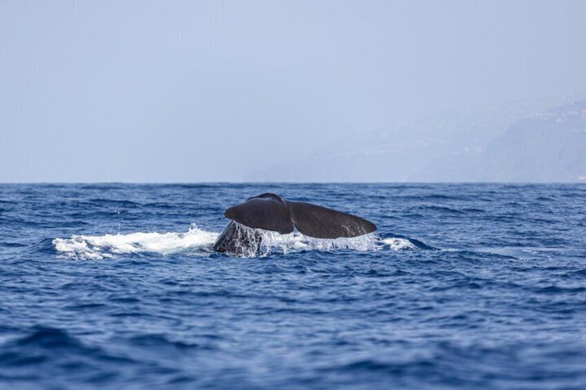 Funchal 4x4 and Whale Watching Combo Adventure 4