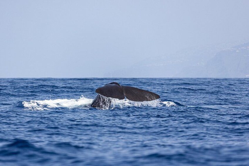 A whale breaching the ocean surface. 4