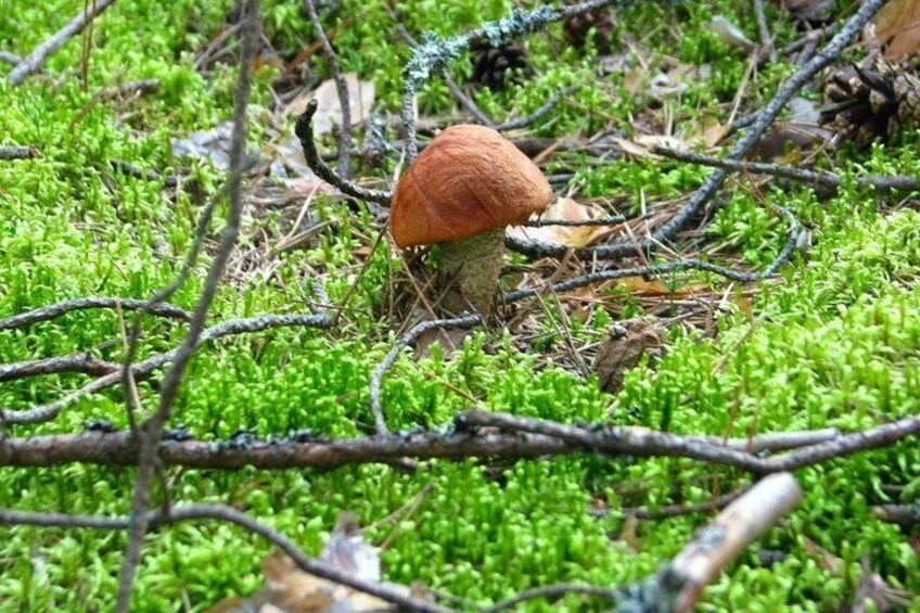 Dolomites Mushroom Hunting Experience 3