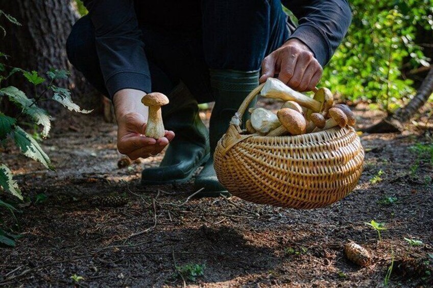 Dolomites Mushroom Hunting Experience 1