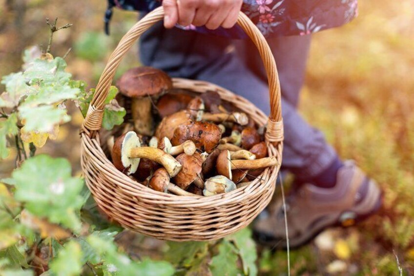 Dolomites Mushroom Hunting Experience 5