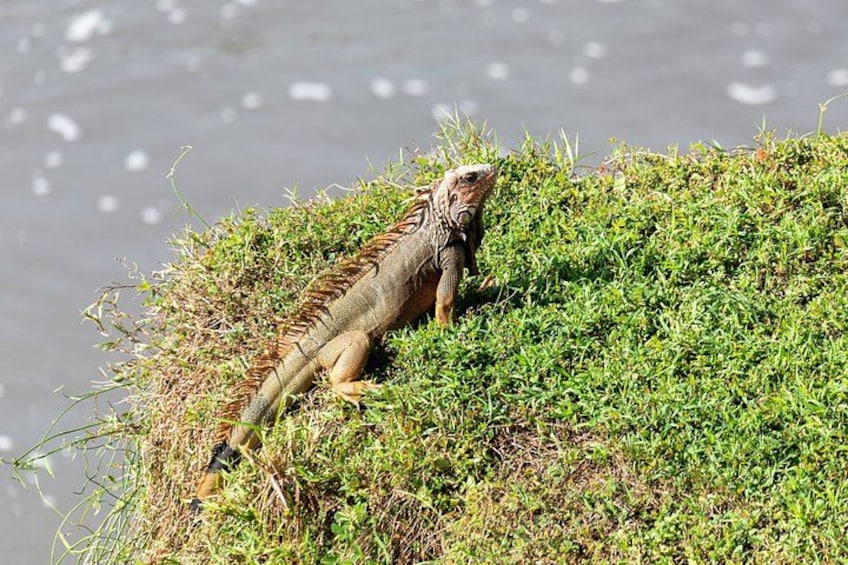 Adventure in the jungle river and crocodiles 3