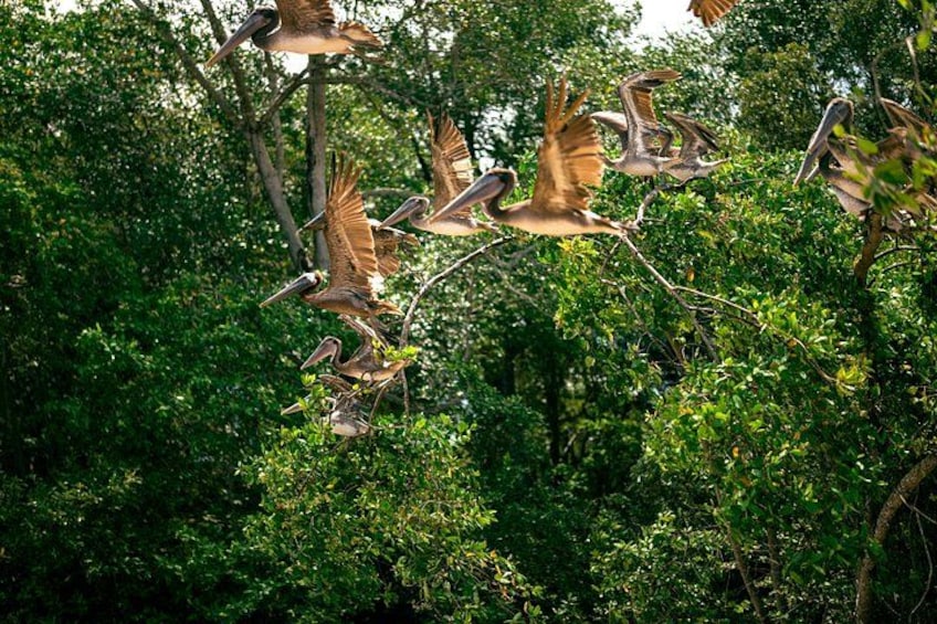 Adventure in the jungle river and crocodiles 4