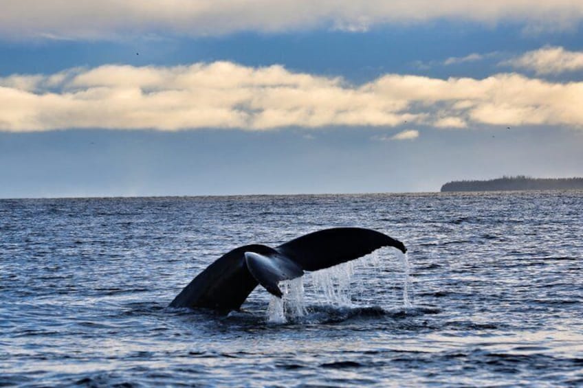 Juneau Alaska Island Dining at Orca Point Lodge and Whale Quest 3