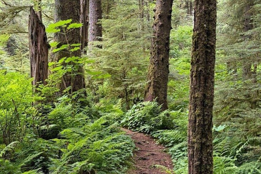 A forest with tall trees, dense underbrush, and a dirt path. 3
