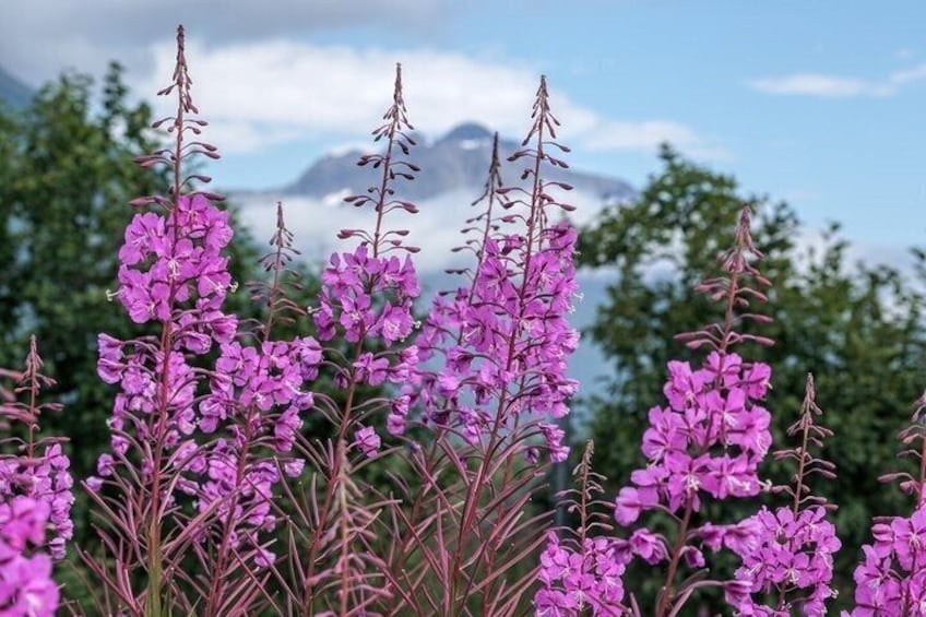 Private Sitka Rainforest Hike with a Local Naturalist 1