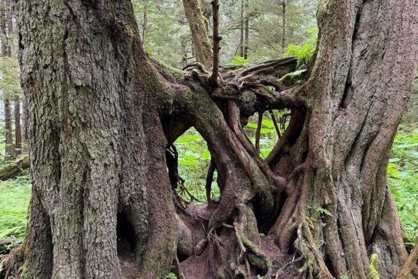 Private Sitka Rainforest Hike with a Local Naturalist 5