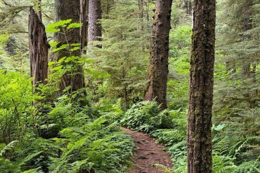 Guided Coastal Rainforest Hike in Sitka 1
