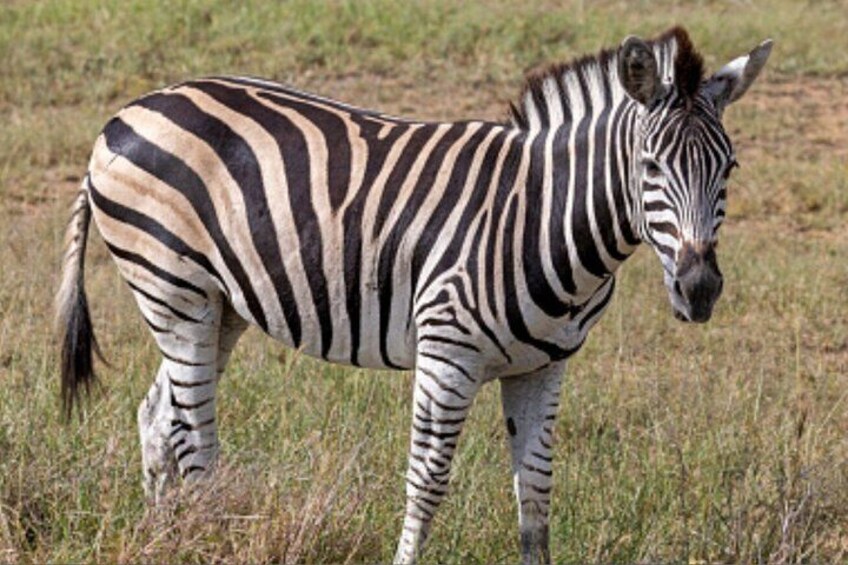 A zebra standing in a grassy field. 4