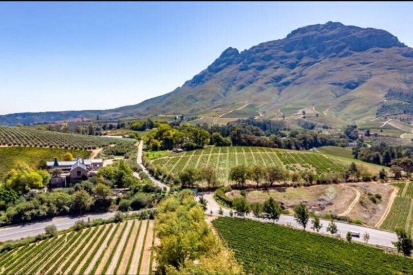 A vineyard landscape with terraced fields, a mountain in the background, and a road. 5