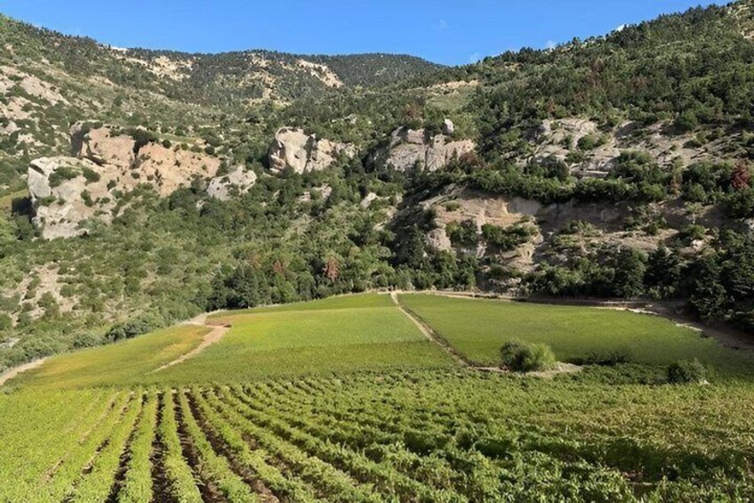 A vineyard with rows of grapevines, a dirt path, and a mountainous backdrop. 1
