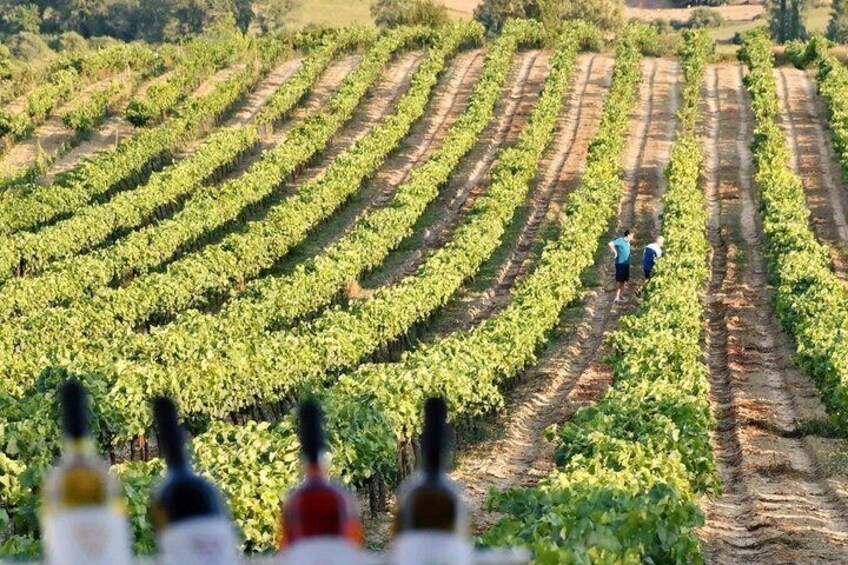 A vineyard with rows of grapevines and two people walking through. 5