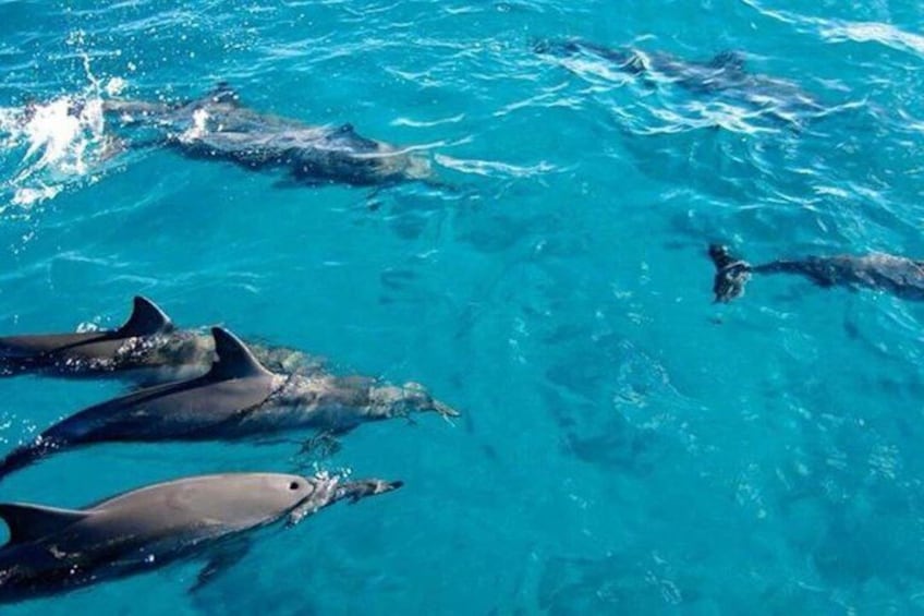 Dolphins swimming in clear blue water. 2