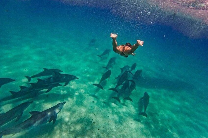 Dolphin Snorkeling and Pungume Island with Lunch and Transfer 2
