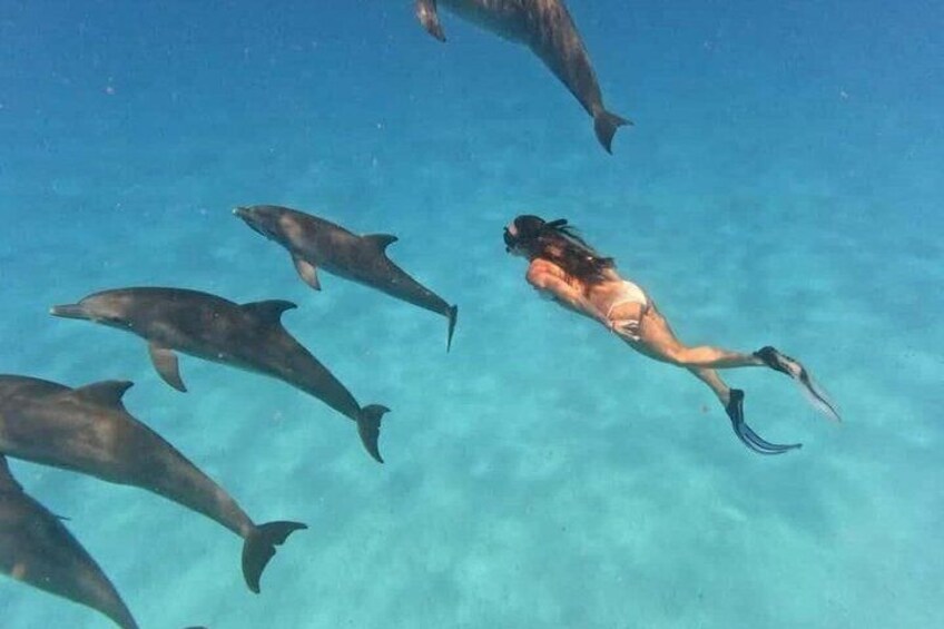 Dolphin, Snorkelling & Pungume Island with Lunch and Transfer 3