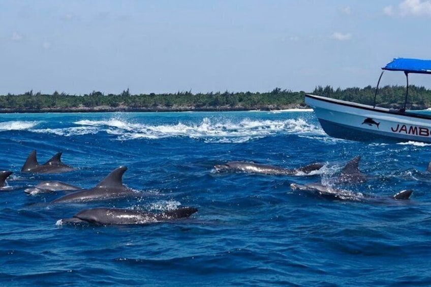 Dolphin, Snorkelling & Pungume Island with Lunch and Transfer 5
