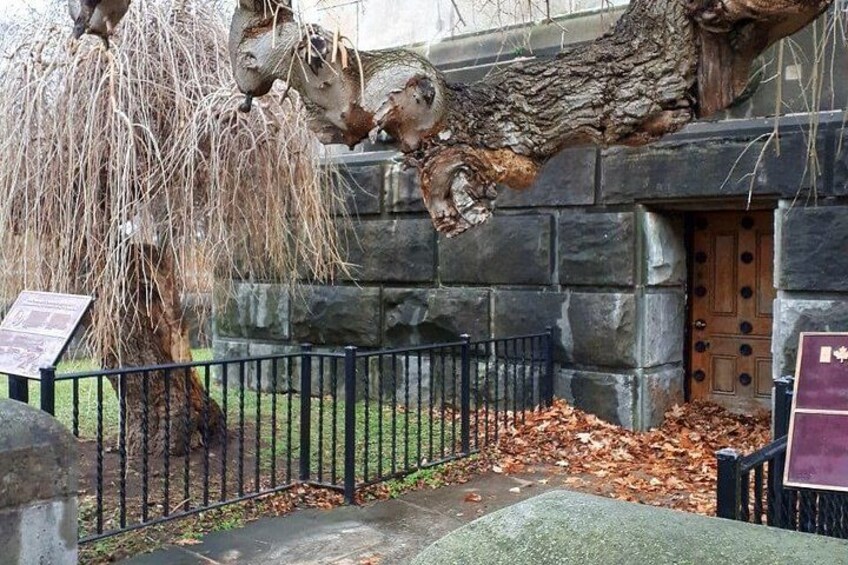 A tree with a unique trunk structure, a stone wall, and a wooden door. 5