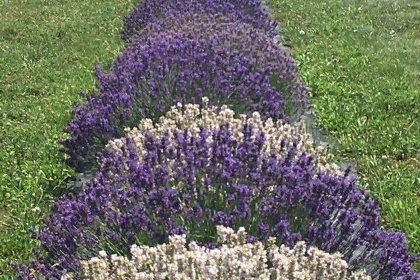 Niagara-on-the-Lake Chocolate, Wine and Lavender Tour 2