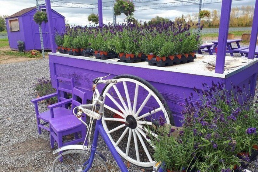 Niagara-on-the-Lake Chocolate, Wine and Lavender Tour 4