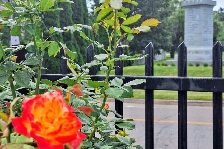 A rose bush with a red and yellow flower in front of a black fence, with a cemetery in the background. 4